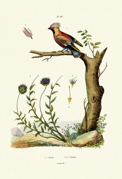 Bohemian Waxwing by French School
